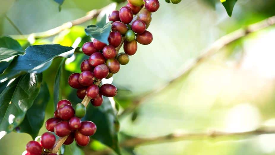 Coffee Farms in Costa Rica