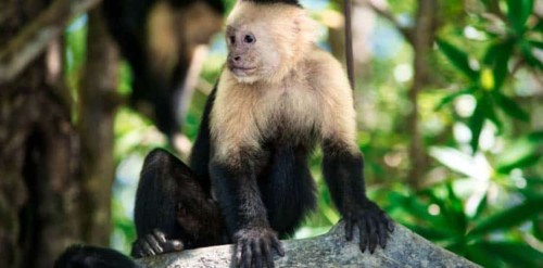 Monkey Mangrove Tour, Things to do in Jaco, Costa Rica