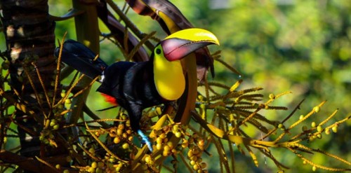 Bird Watching in Tarcoles – Costa Rica Tours