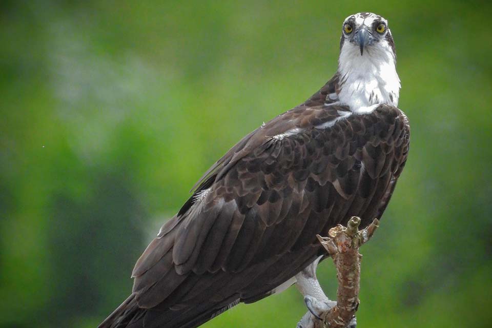 Bird Watching Tour, Things to do in Jaco, Costa Rica – Costa Rica Tours
