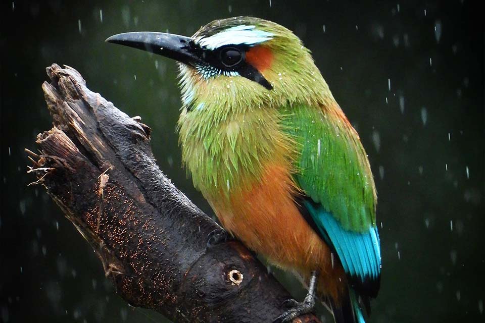 Bird Watching Tour, Things to do in Jaco, Costa Rica – Costa Rica Tours