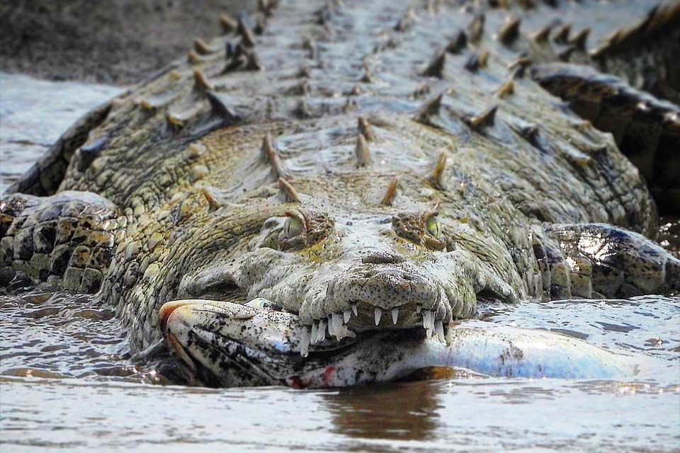 Crocodile Tour, Things to do in Jaco, Costa Rica – Costa Rica Tours