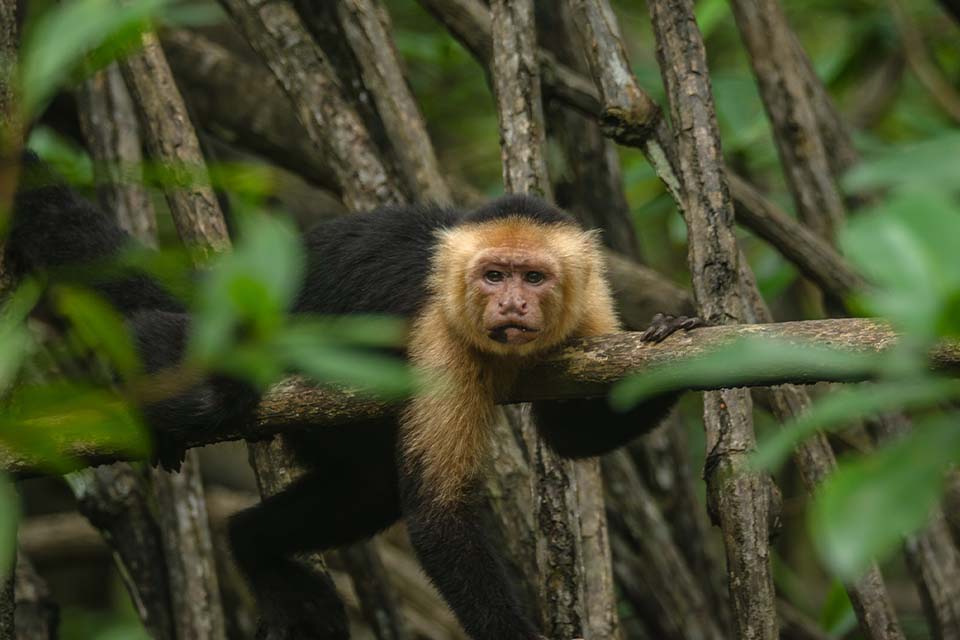Manuel Antonio & Monkey Combo, Things to do in Jaco, Costa Rica – Costa Rica Tours