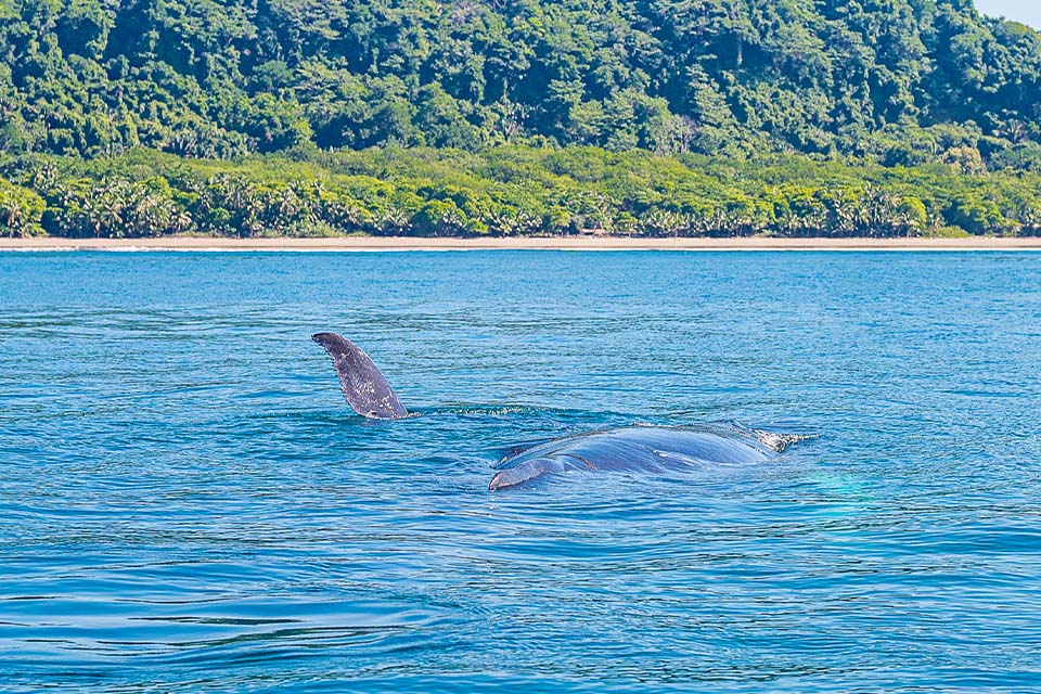 Whale Watching Tours in Costa Rica
